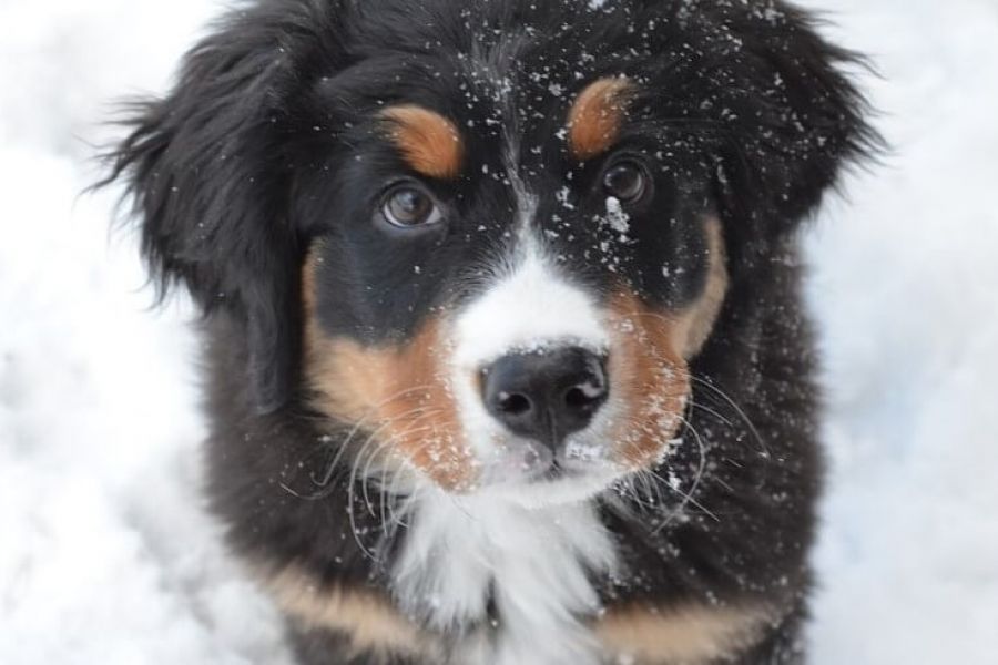 Par savjeta o psima u zimsko vrijeme