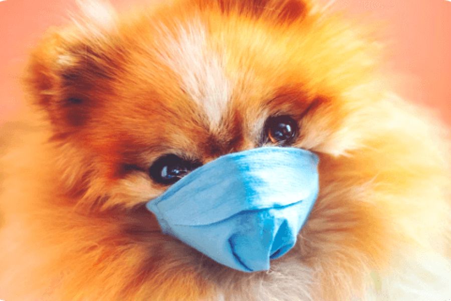 COVID-19 i kućni ljubimci