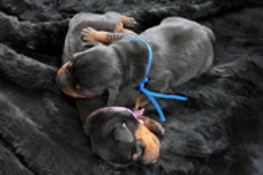 Odabir spola kućnog ljubimca