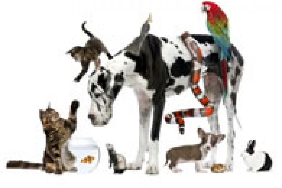 Pravilan odabir idealnog kućnog ljubimca